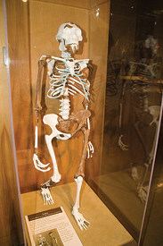 השלד של לוסי